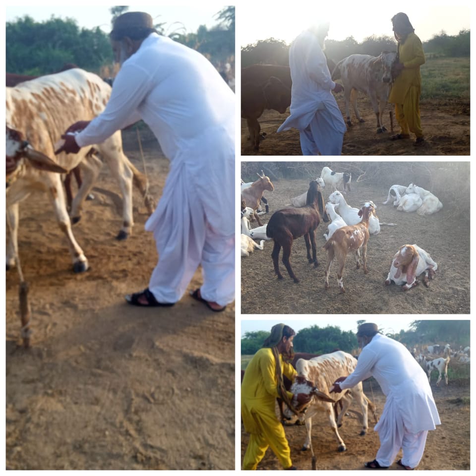 GiyanEssarani's tweet photo. On the directives of #Minister Minorities Affairs, (Focal Person Rain Emergencies District Jamshoro) #GiyanChandEssarani, 175 cattles have been vaccinated by #LiveStock Department at #Village Bachal Palari and Waheed Palari #UCDhamach. @BBhuttoZardari https://t.co/1qCdQRjD6P