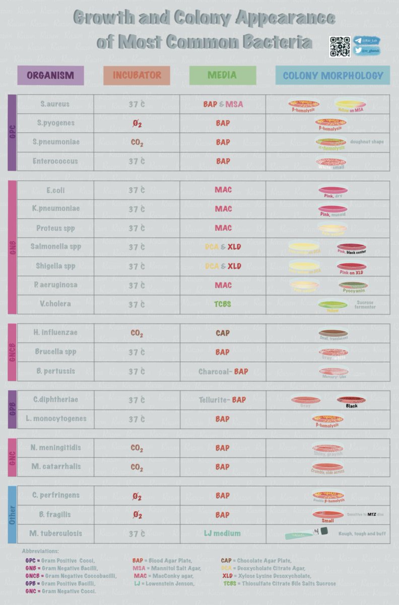 rz_ghamdi's tweet photo. Growth and colony appearance of the most prevalent bacteria, with a unique touch to make this information easy.
#microbiology #bacteria #colony #organism #gram_positive #gram_negative #Ecoli #blood_agar #cocci #bacilli #coccobacilli #pneumoniae #Enterococcus https://t.co/PIAVe2K9TH