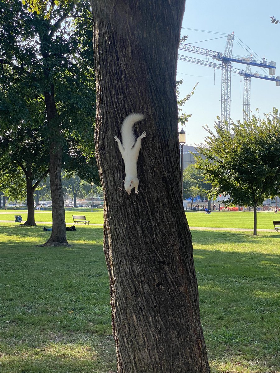 AmandaLHampton's tweet photo. White squirrel spotted on the mall this morning! @PoPville https://t.co/Z56c9ZOdWF