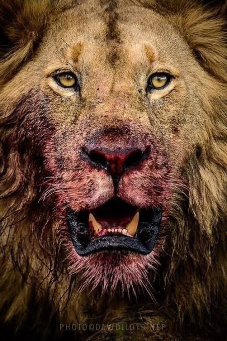 Kila mtu timu inatamani kucheza soka kama  la Simba 🔥🔥🙌🏿 hongereni kwa ushindi mkubwa sana
Nyinyi Ndio role model wa mpira wa Tanzania