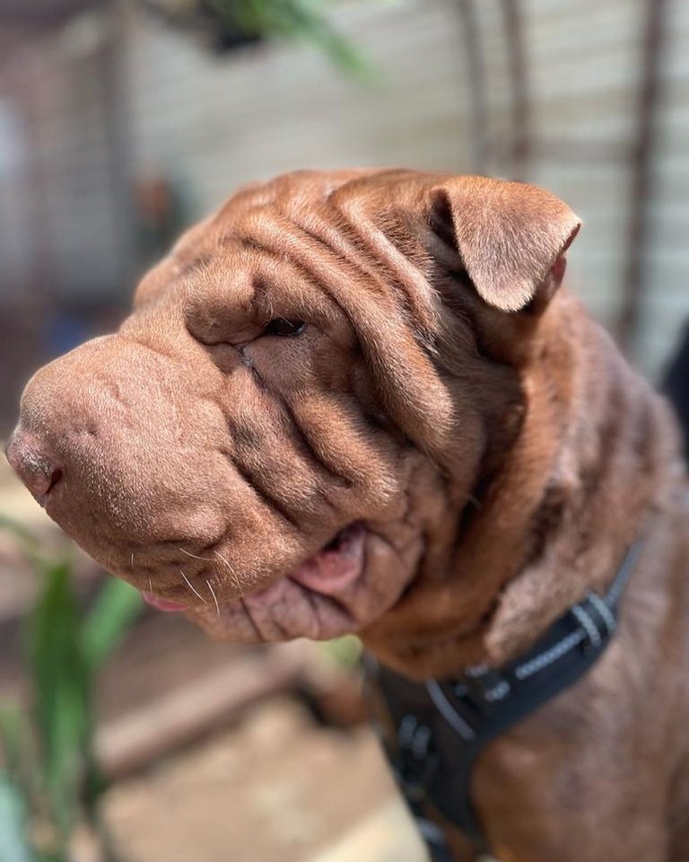 dogking99's tweet photo. #dogs #dogmom #dogdad #funnydog #cutedoge #doglover #doglife #dogoftheday #dogpark #thepowerofthedog #lazydog 
Click Now : httpsamzn.to3QQZDp4 https://t.co/hp5RpckDXo