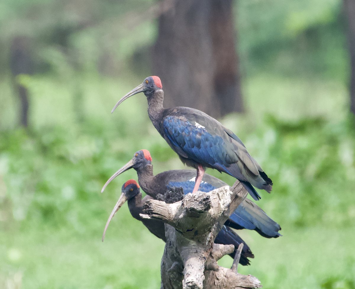 Red-naped Ibis 
#IndiAves 
#BBCWildlifePOTD #TwitterNatureCommunity #ThePhotoHour #photography #ornithology #nikonphotography #birdwatching #BirdsSeenIn2022 #birds #birdphotography #natgeoindia 
@NatGeoIndia 
#Delhibirds