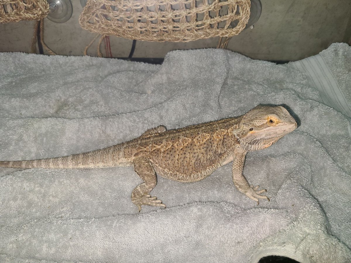 Cemetery_Lover's tweet photo. My handsome boy is getting soooo biiggg.🥺🖤🦎 https://t.co/FOL9Cvau2w