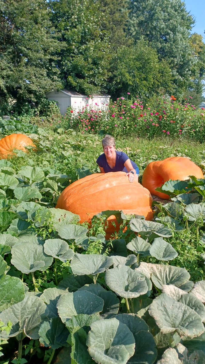 Dr_Robin_Shrum's tweet photo. It's our final growing week! π§‘ Mother Nature is amazing! And so is my husband for working so hard, learning so much about pumpkins over the years and teaching me as he goes! We've got some big ones this year!! π§‘#bigpumpkinlove #shrumpkins https://t.co/adDGn0HPYO