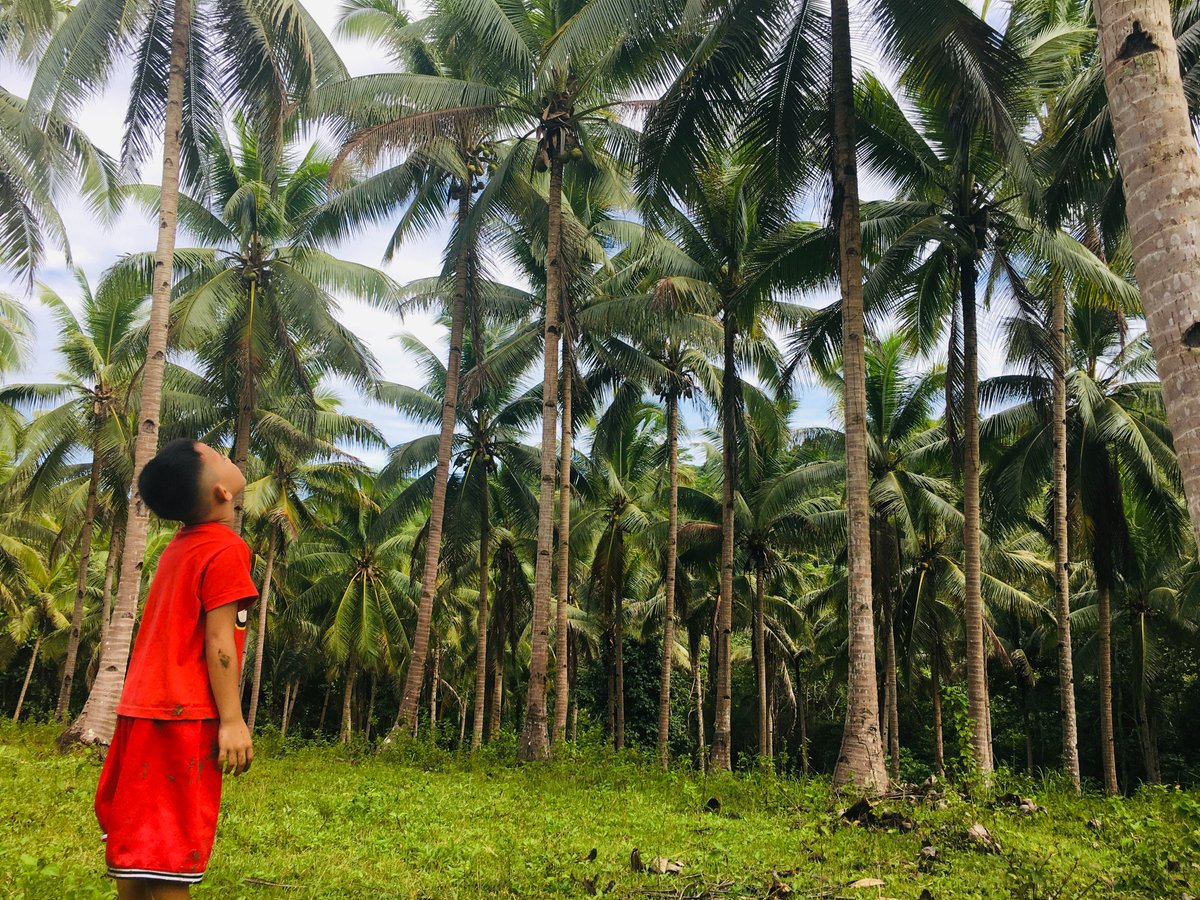 CoconutNFTClub's tweet photo. Coconut is a long term crop, which can live up to a 100 years, providing the incredible services through
out the span, living a human life.
#sundayvibes #learning #knowledge
#mindpower #nftgroup #nftcommunity #excellerate #web3 #crypto #nftmoderator #nftheadmoderator https://t.co/V1UMxaYtSR