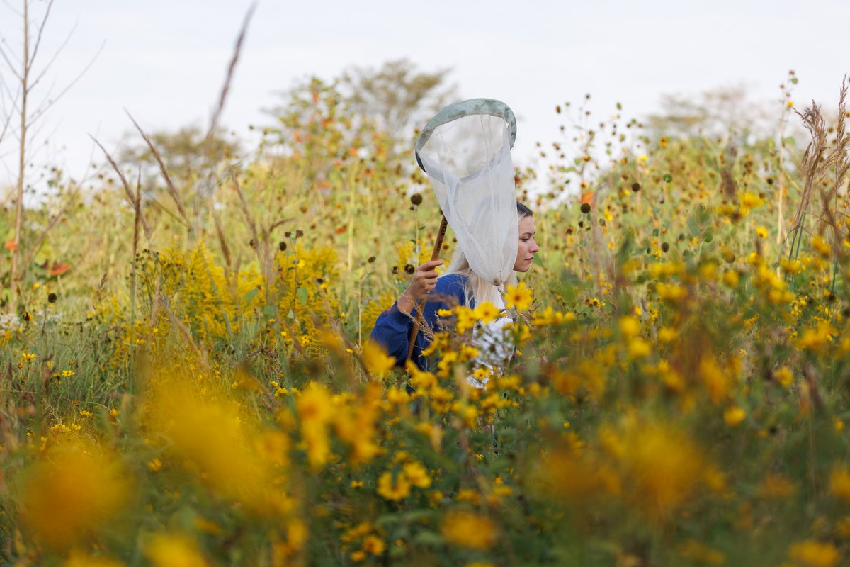 UnivOfKansas's tweet photo. 🦋Volunteers turned out for the 30th annual monarch butterfly tagging event, hosted by KU-based nonprofit Monarch Watch. By tagging migrating monarchs, we can better study and preserve the endangered species. https://t.co/BZr9FIrGqa