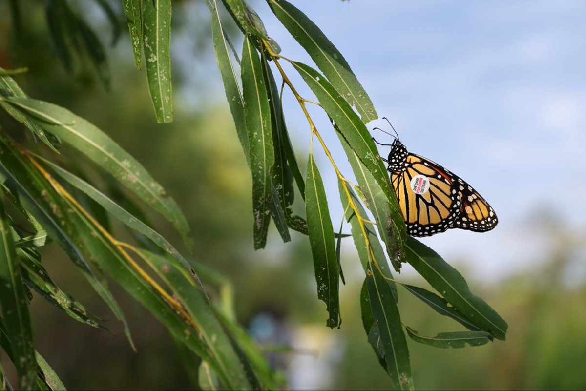 UnivOfKansas's tweet photo. 🦋Volunteers turned out for the 30th annual monarch butterfly tagging event, hosted by KU-based nonprofit Monarch Watch. By tagging migrating monarchs, we can better study and preserve the endangered species. https://t.co/BZr9FIrGqa