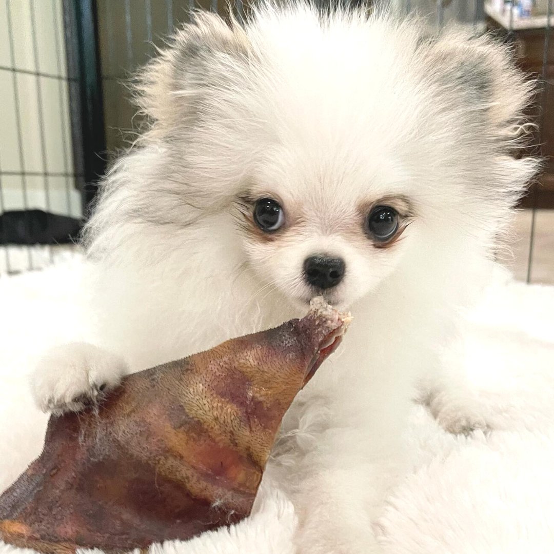 NatureGnaws's tweet photo. ✨💚This pup is only focused on one thing: his chew. Keep them healthy, keep them busy, show them lots of Nature Gnaws love💚✨
#dogsoftwitter #bullysticks #pigears #sundayfunday https://t.co/rWsXiby2oq