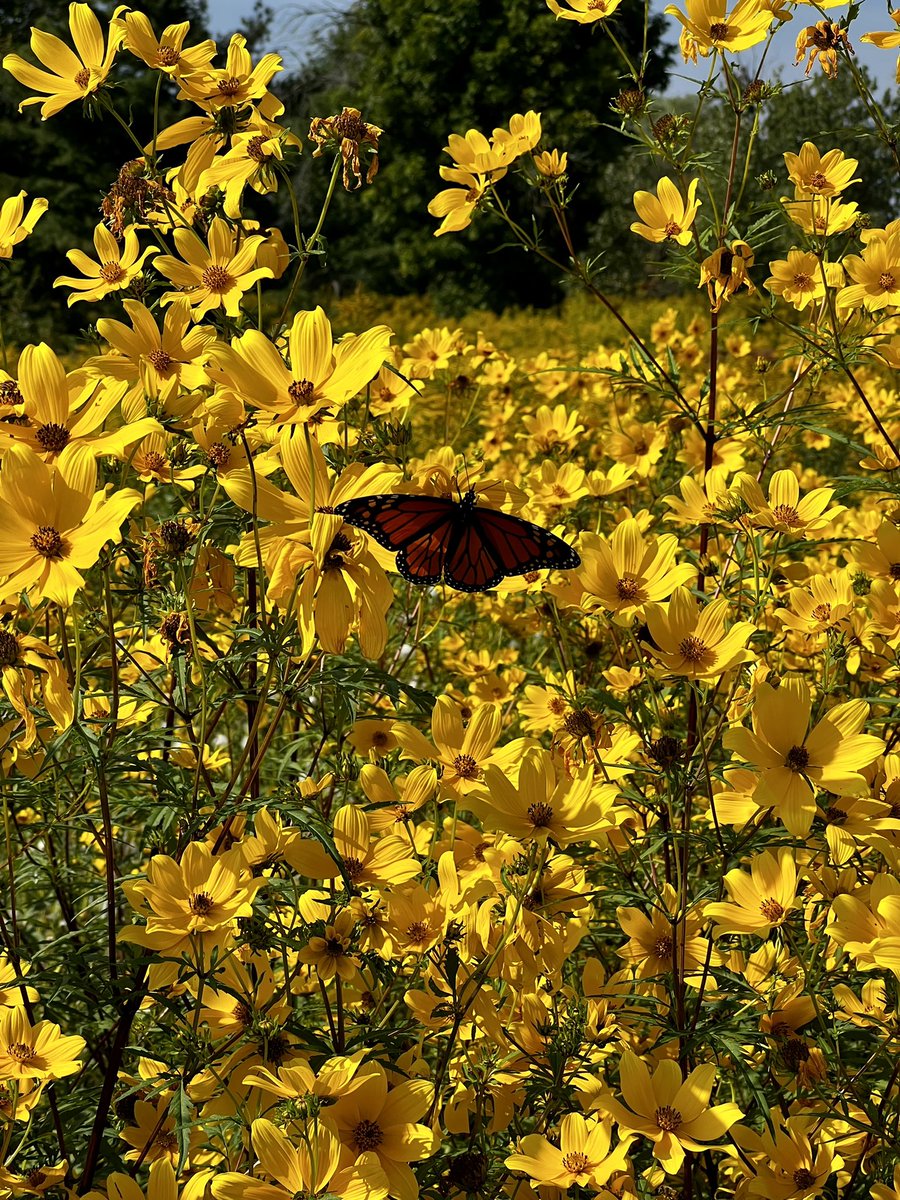 Just catching a bit of the #monarchbutterfly migration with <a href="/PayalPSoniMD/">Payal P. Soni, MD</a> as they rest in #Cleveland after their journey across Lake Erie.