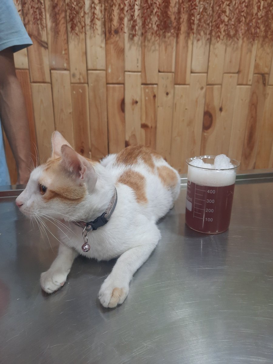 skyinthemoo_n's tweet photo. Twitter do your magic 

Halo semua, aku mau minta tolong kebaikan teman2 u/ membantu seikhlasnya u/ biaya pengobatan kucing ini. Momong tersuspect terkena gagal ginjal/fip sehingga perutnya trs membesar. Dokter blg apabila cairannya tdk diambil akan makin merusak organ dalamnya😭 https://t.co/TvkFvfHa41