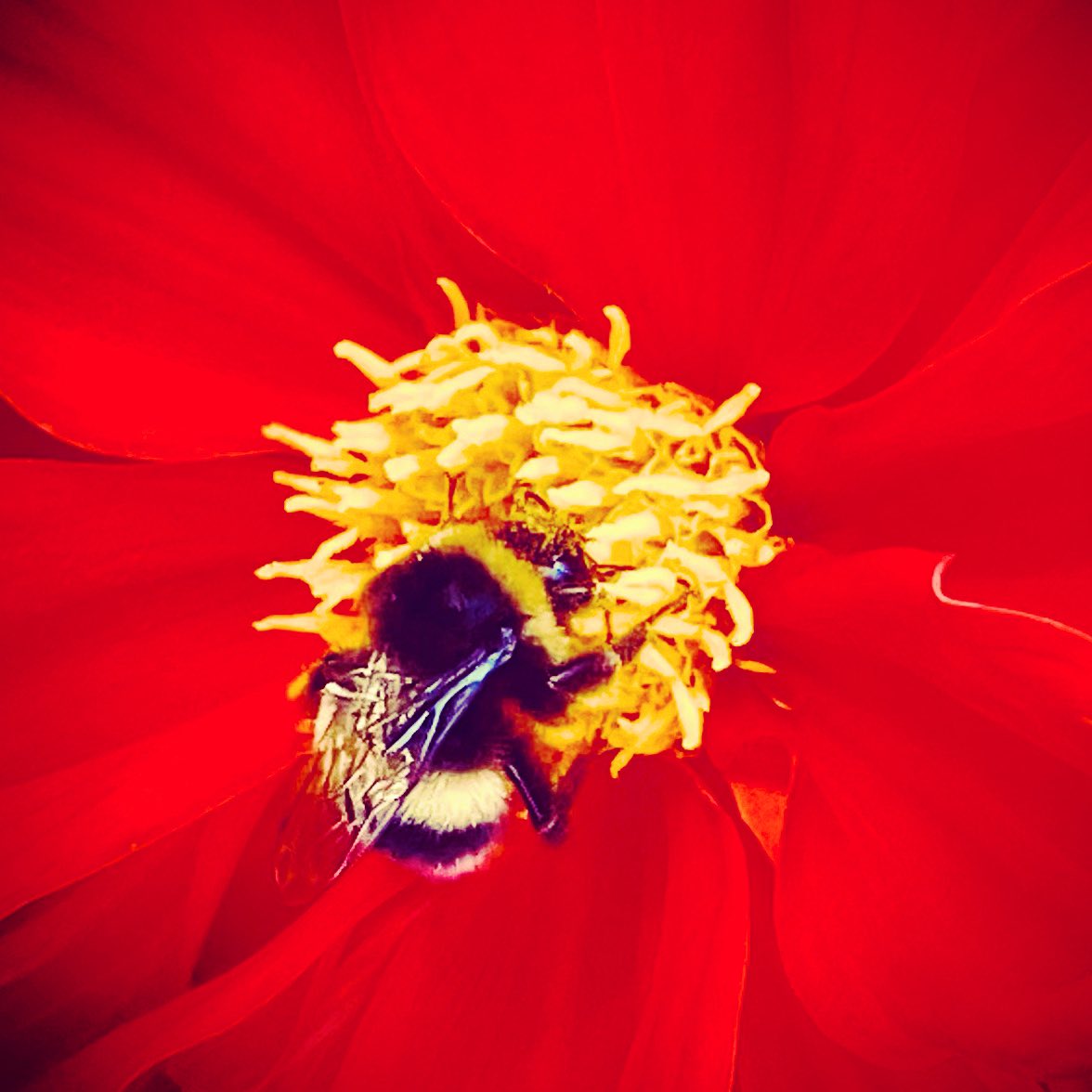 TheKateEscapes's tweet photo. Bee Sweet 🐝

#bee #busybee #honeytoabee #FlowerPhotography #macro #macrophotography #floralphotography #red #dahlia #Dahlialove #NaturePhotography #nature #photography https://t.co/xP9DS5HWY7