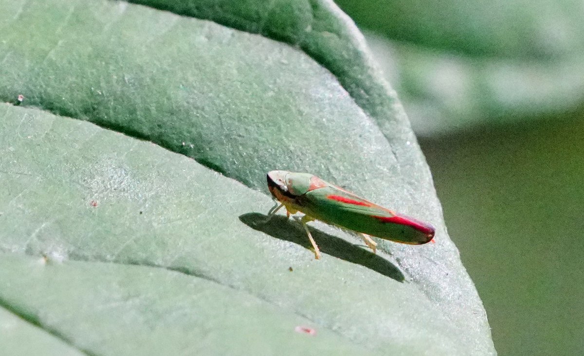 mkgray's tweet photo. A very small Graphocephala fennahi (leafhopper) #bugsonflowers #photography https://t.co/vQVkQLSynQ