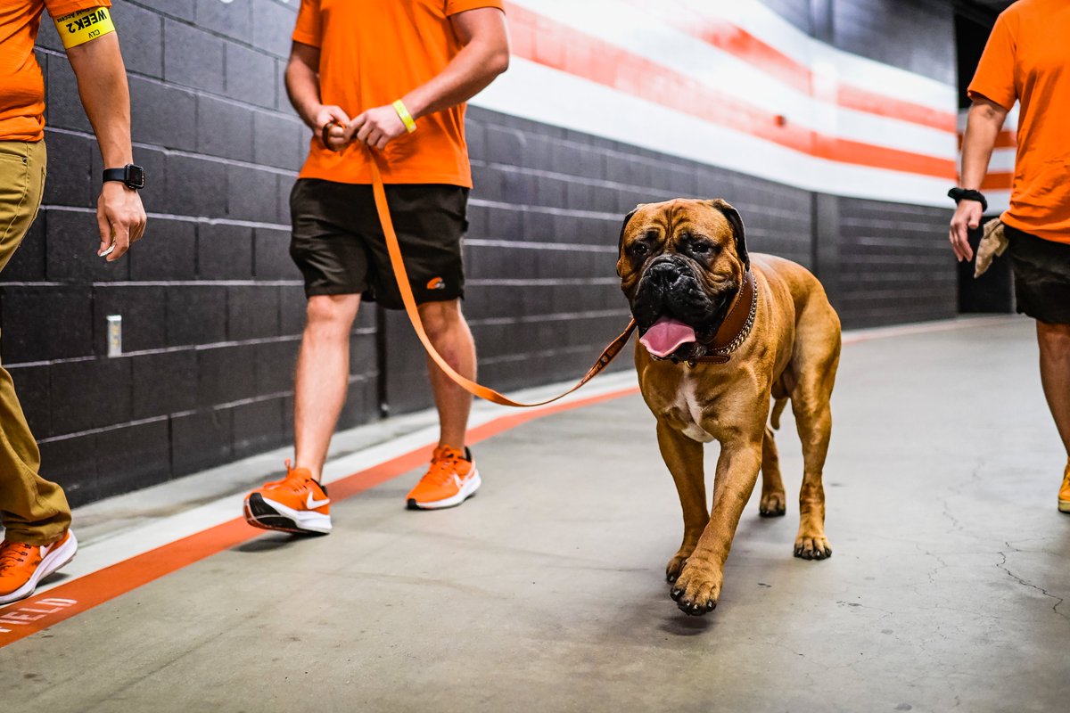 Cleveland Browns (@browns) on Twitter photo 