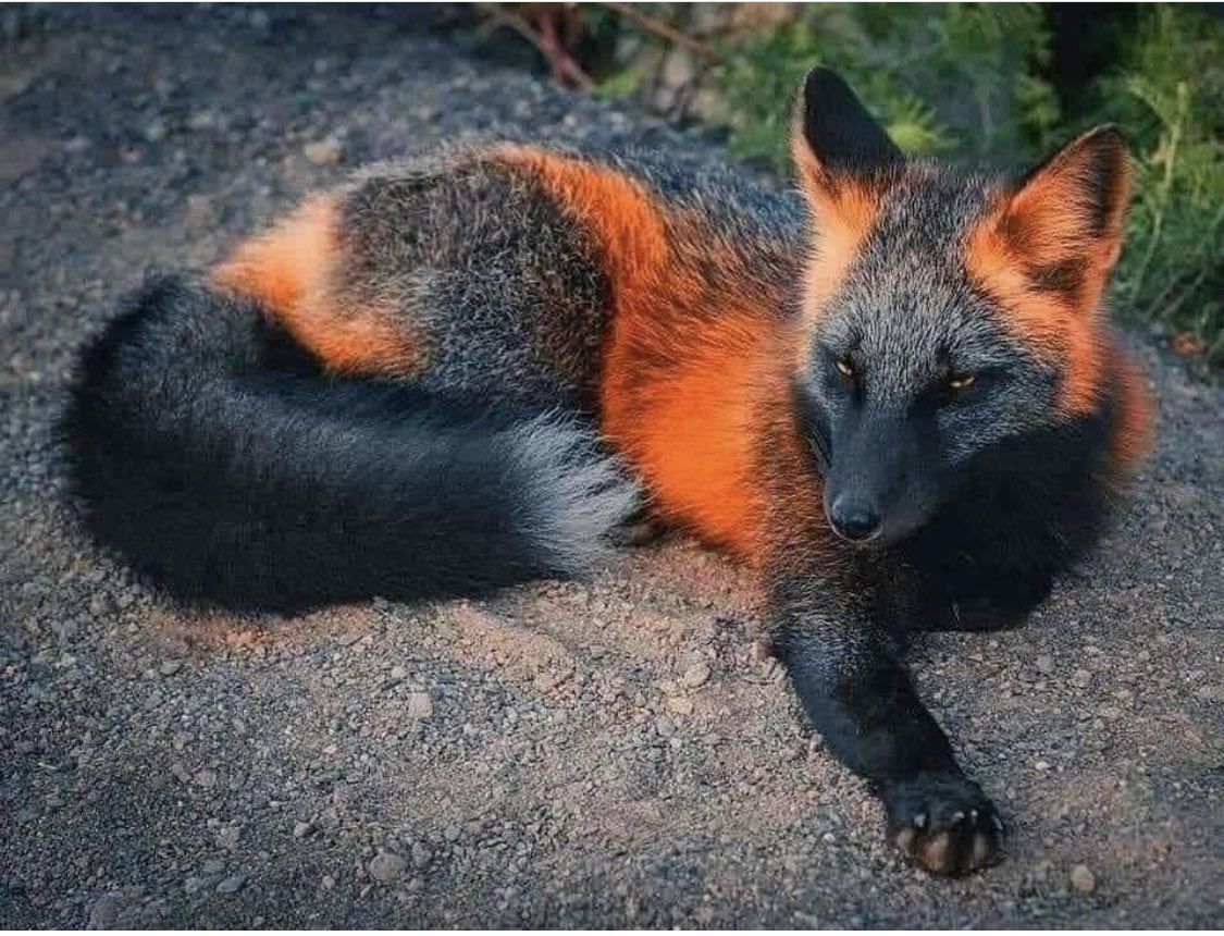 davidhug's tweet image. Wollte euch diesen sehr adretten Fuchs nicht vorenthalten.