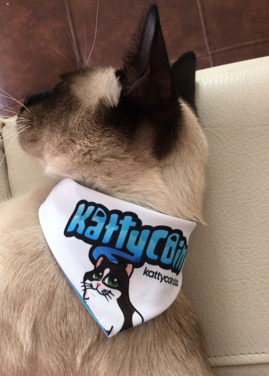 kattycoin's tweet photo. gm happy Sunday everyone!
#NFTCommunity #catlovers #KattyClub https://t.co/AUoBGx21x4