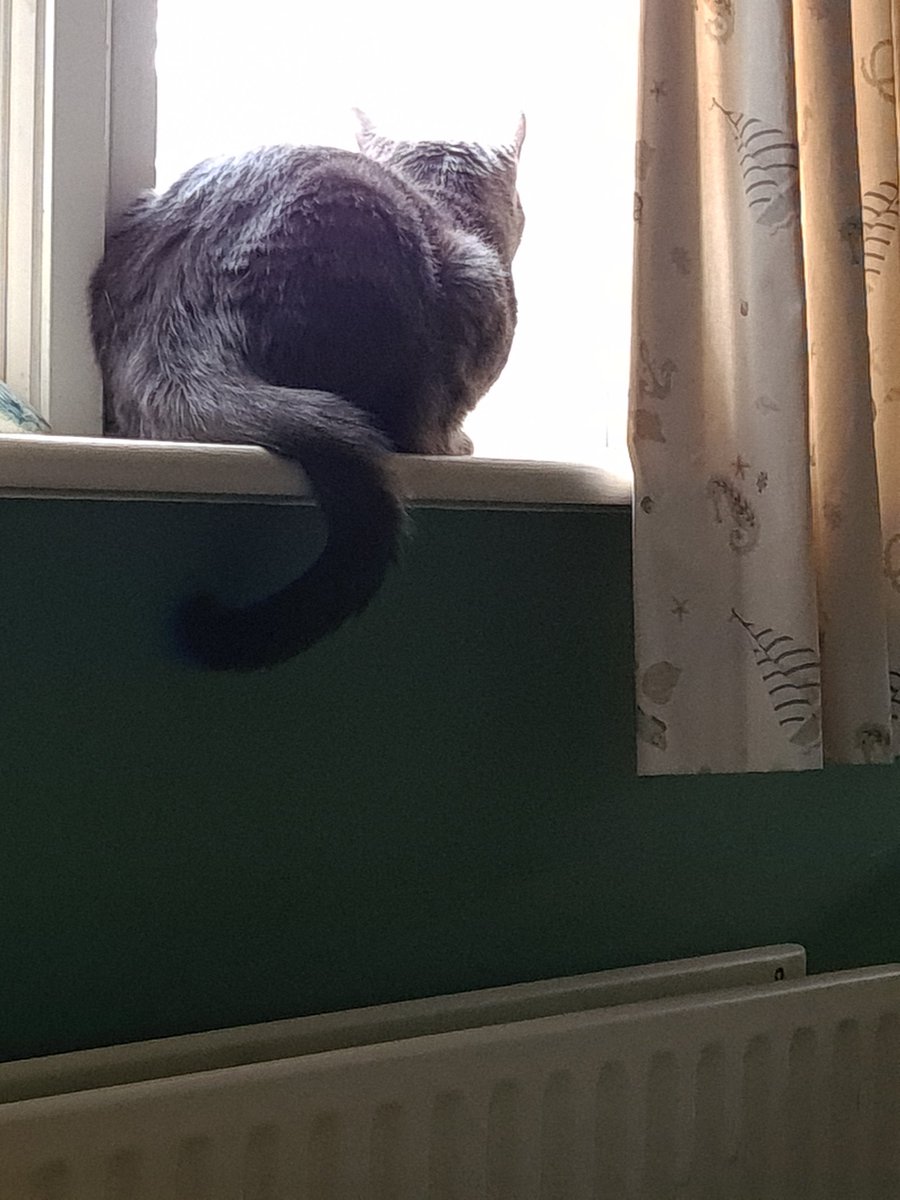 BexMarkwick's tweet photo. Smaug and her tail bring my daily joy
She hooks it around things in a way I've never seen before with cats, almost like it's an extra paw. She frequently curls it around my hand or wrist when she sleeps nearby
#Smaug #LOTRcats #CatsOfTwitter #CatsOfInfosec https://t.co/HoKZOMgCif