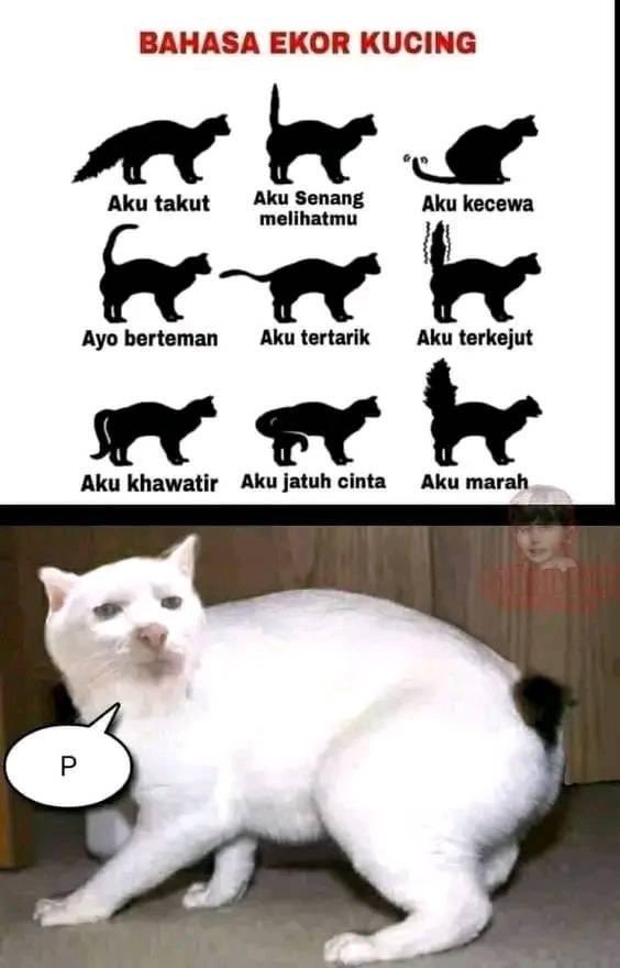 🐈‍⬛ Mff kak