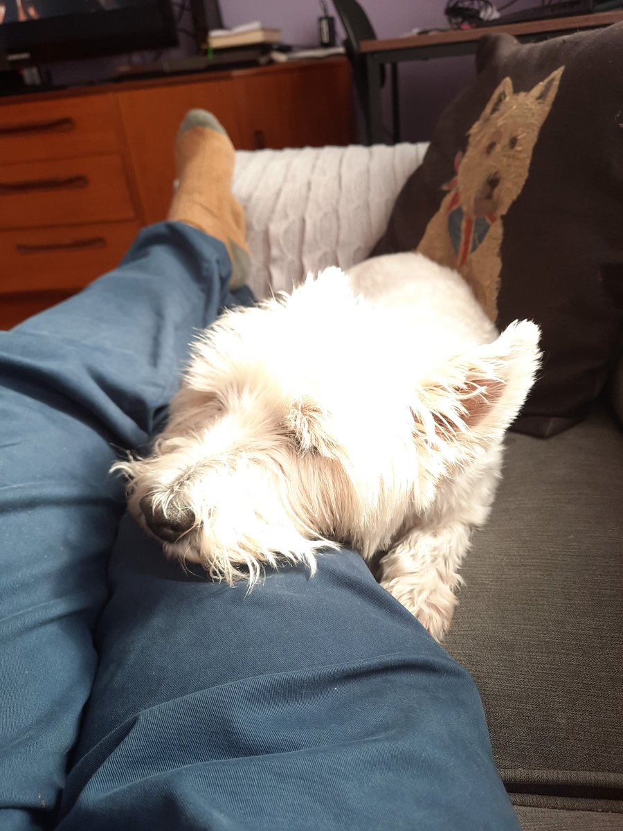PaulBavill's tweet photo. @churchill_alex Can't do sausage dog but can do dog sulking due to lack of sausages https://t.co/aYkdh2iYEc
