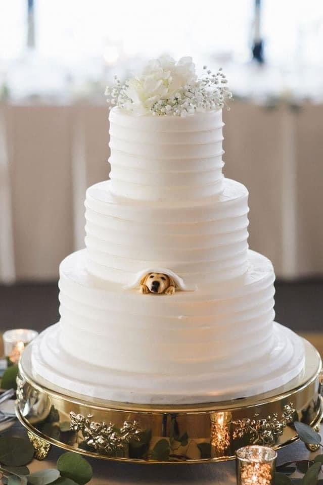 Best. Wedding. Cake. EVER. 🎂 #dogsoftwitter 🐕