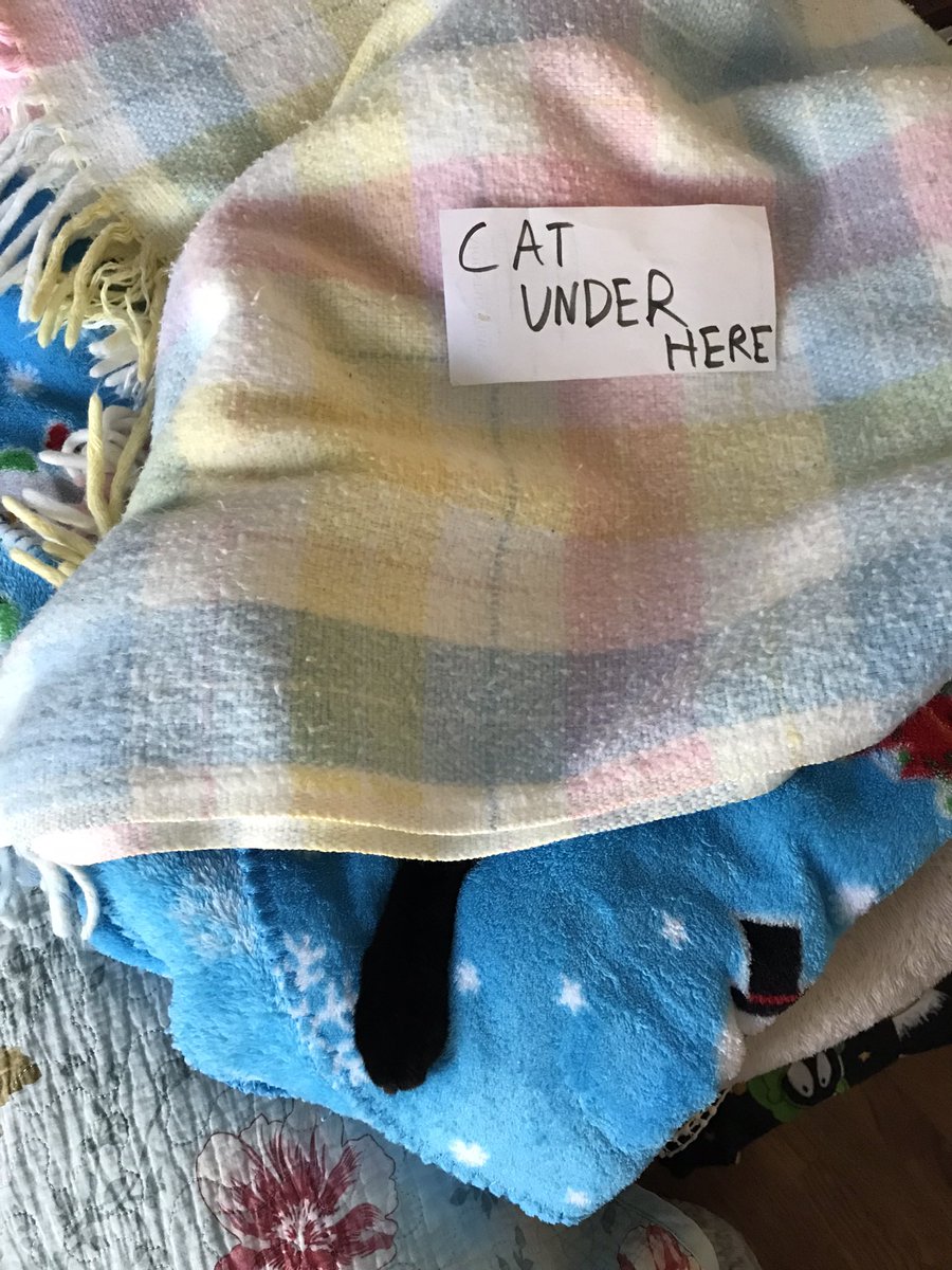 gemcitykittys's tweet photo. Beautiful clear morning in Laramie, though a bit chilly… so I’m snoozing under my light blanket. My ppl post this small sign to alert unsuspecting guests with big bags, etc. #CatsOfTwitter #CatsOfWyoming https://t.co/7vWKf9W9N1