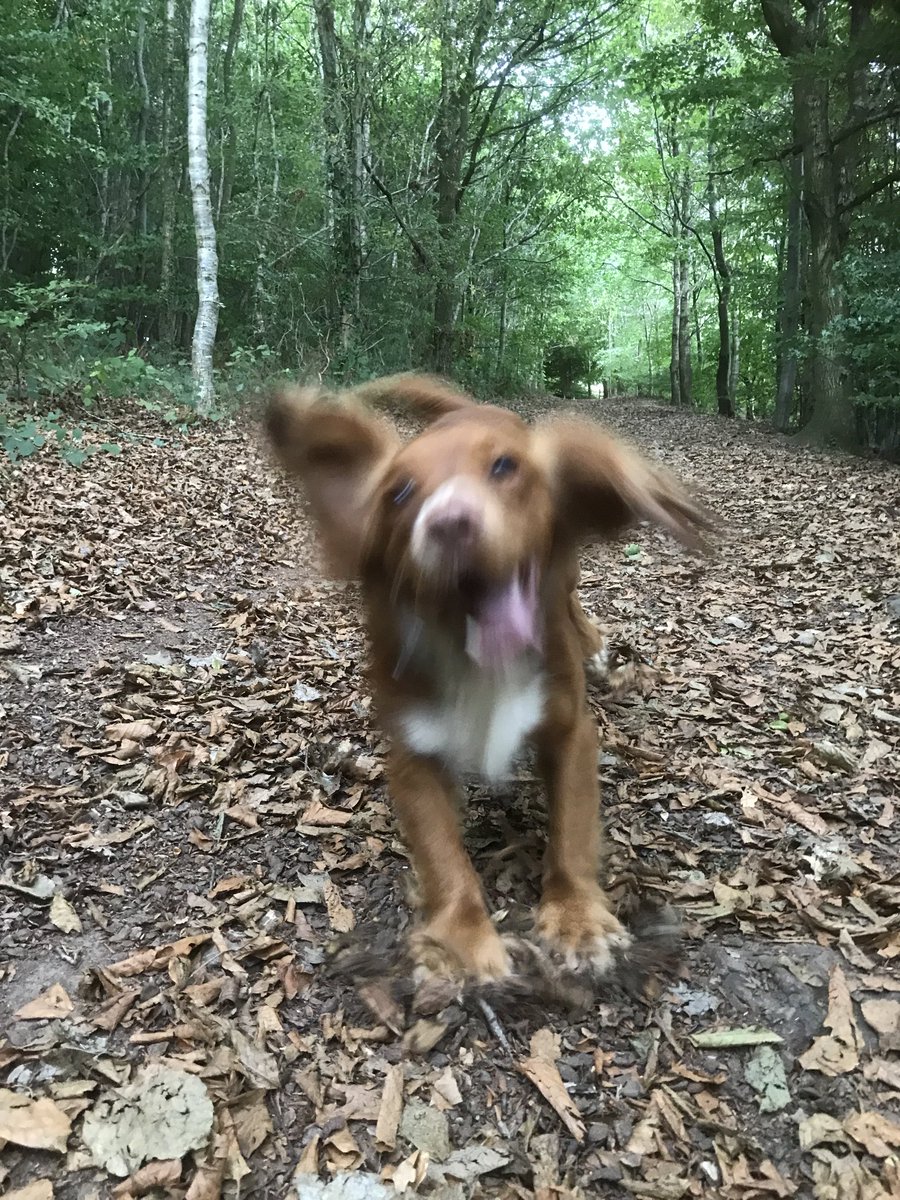 Hulloooo! #DogsofTwitter