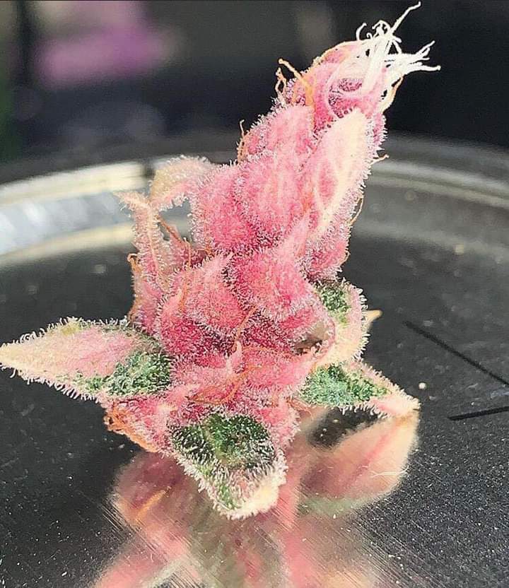 LeónMagico 420 tweet media