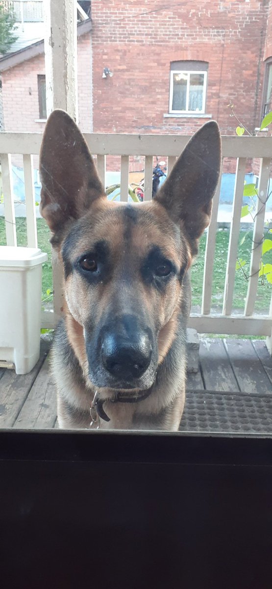 UrsidaeClay's tweet image. Hi, I'm Maxwell J. Bullwinkle and I'm a good boy. My parents though, well, they're racist and misogynistic according to @JustinTrudeau. Call me barking mad, but I fear their fringe and unacceptable views are extremist enough for them to be dealt with. #TrudeauHasGotToGo #cdnpoli