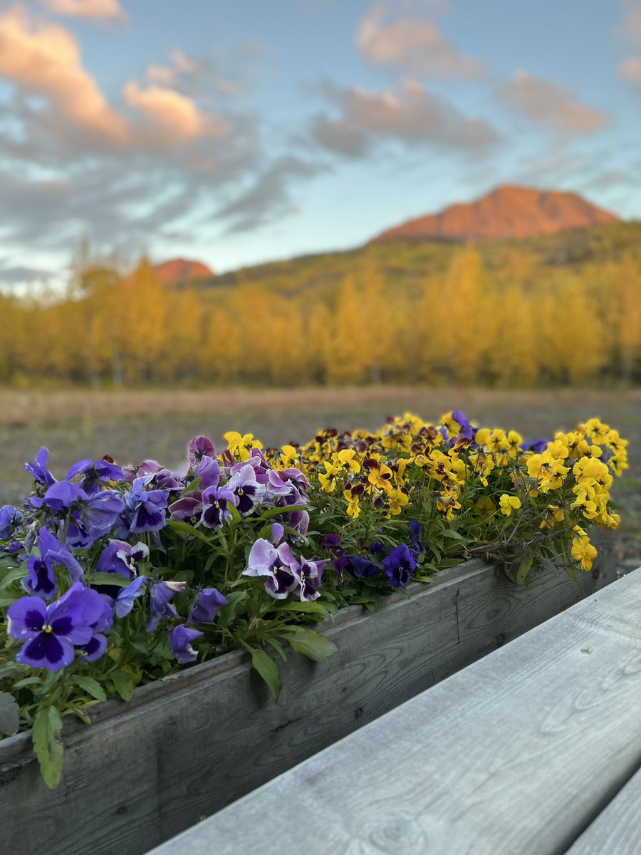 lauracabott's tweet photo. Good morning #Kluane  @ParksCanYukon https://t.co/ZWK7hmL898