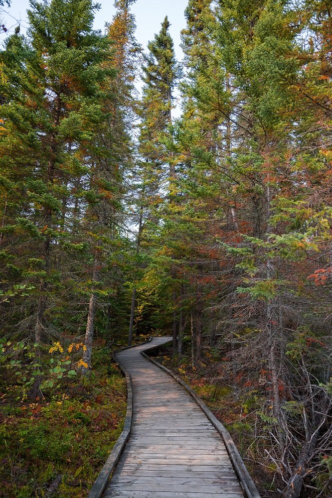 The scent of fresh pine has been shown to lower stress and anxiety. 

#HPHP