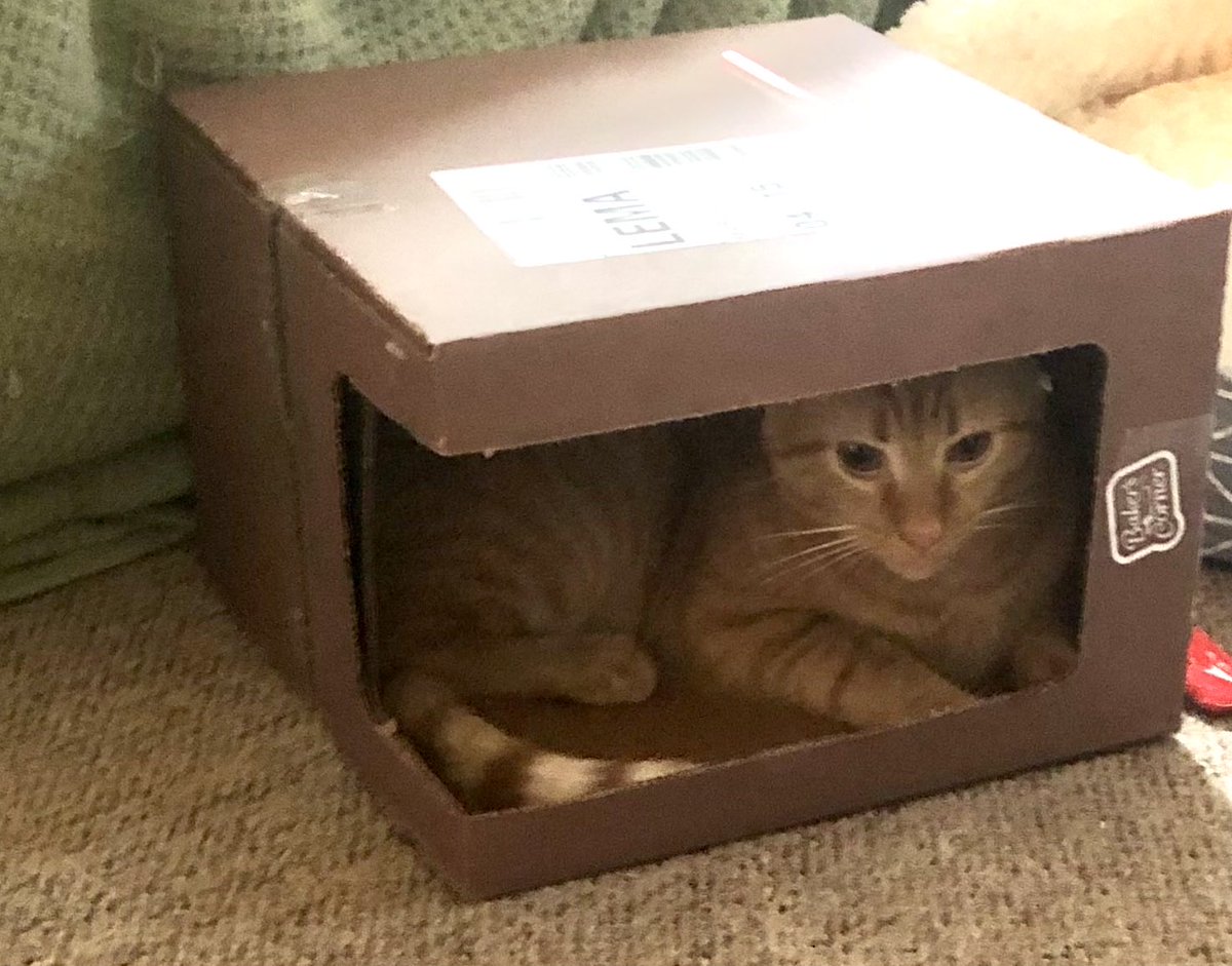BennyChase4321's tweet photo. Mom brings home the best hidey holes from @AldiUSA 😻 #catsontwitter #catboxes https://t.co/9HrNf76pK0