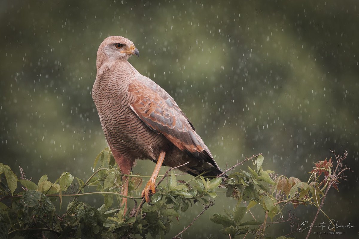 eobandosura's tweet photo. Decime algo bonito hoy Domingo: “Colombia, el país de las aves 💛💙❤️”
@ranamarilla @NikyCarreraLevy @patkensuno @diegoCOLbirding @diegoetorres @herrinsa @HermanAmayaT @ferayqui @AntanasJL @ColombiaBF @CLAUDIABAHAMON @LaAgendadelMar https://t.co/tdDXzjkkjW