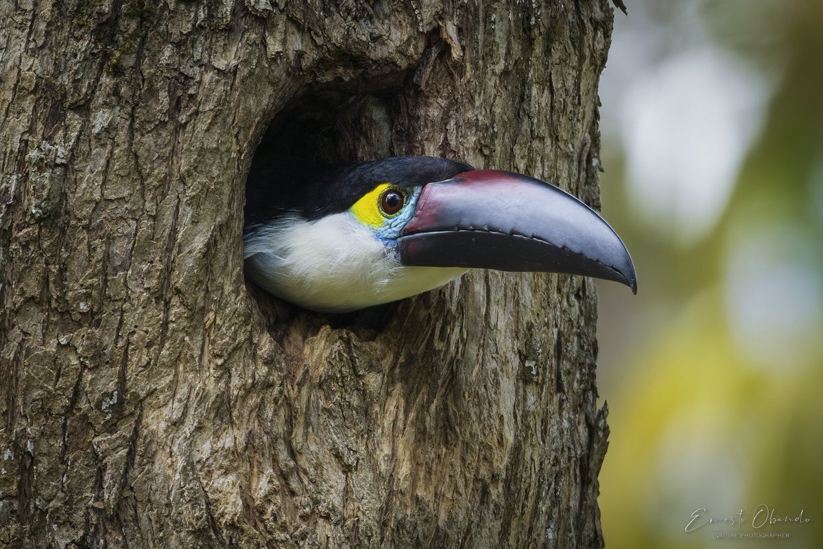 eobandosura's tweet photo. Decime algo bonito hoy Domingo: “Colombia, el país de las aves 💛💙❤️”
@ranamarilla @NikyCarreraLevy @patkensuno @diegoCOLbirding @diegoetorres @herrinsa @HermanAmayaT @ferayqui @AntanasJL @ColombiaBF @CLAUDIABAHAMON @LaAgendadelMar https://t.co/tdDXzjkkjW