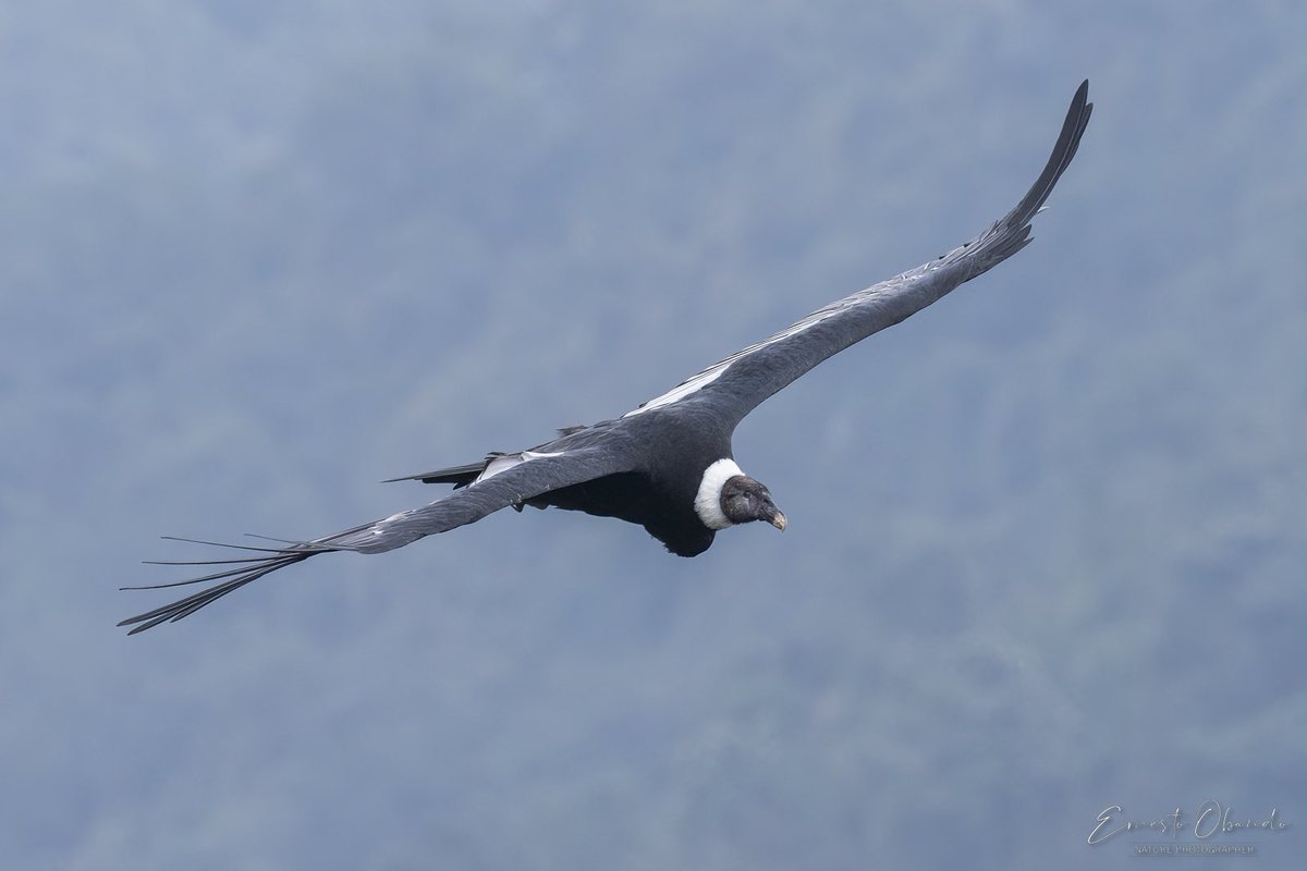 eobandosura's tweet photo. Decime algo bonito hoy Domingo: “Colombia, el país de las aves 💛💙❤️”
@ranamarilla @NikyCarreraLevy @patkensuno @diegoCOLbirding @diegoetorres @herrinsa @HermanAmayaT @ferayqui @AntanasJL @ColombiaBF @CLAUDIABAHAMON @LaAgendadelMar https://t.co/tdDXzjkkjW