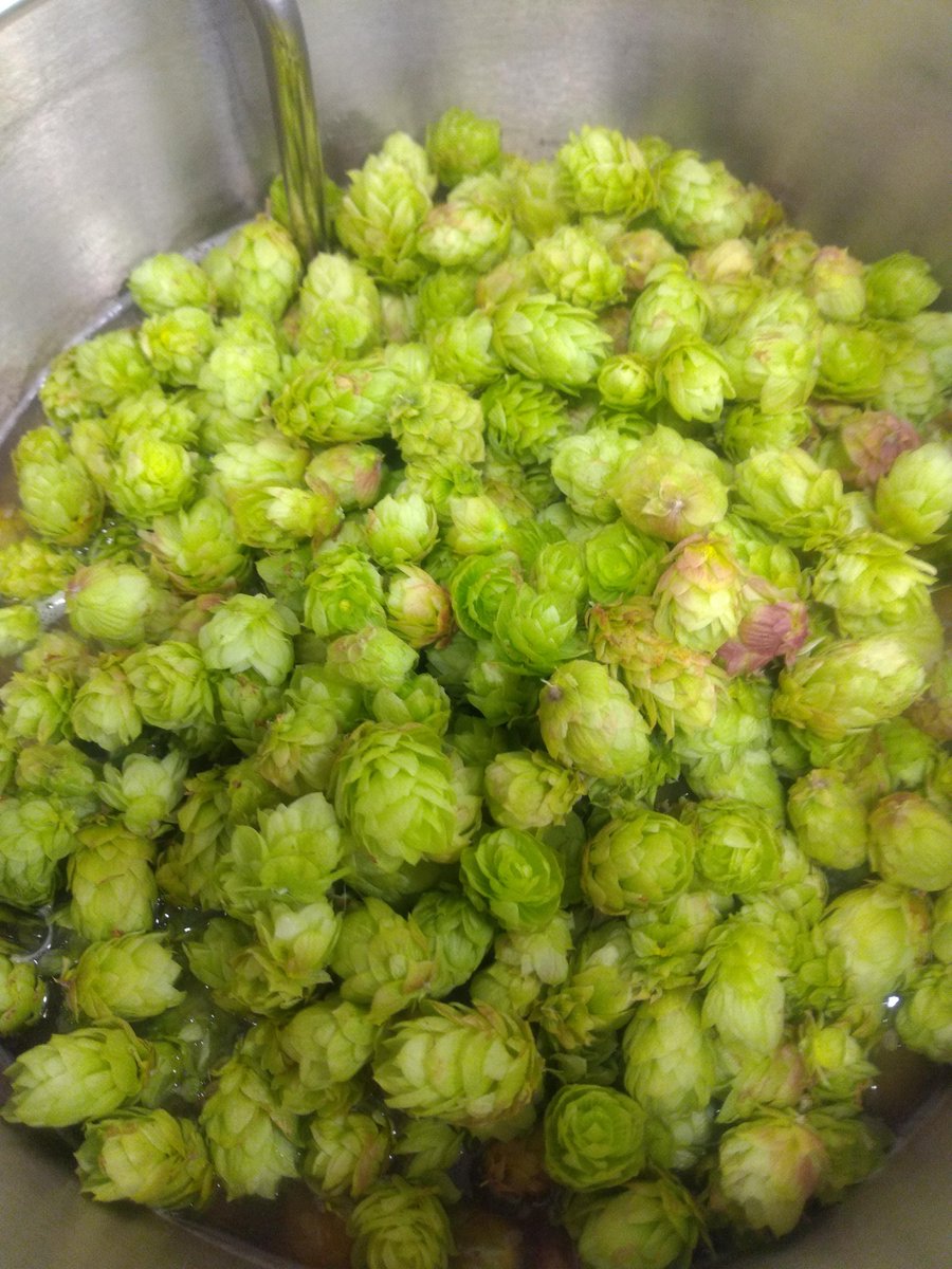 KeldlingBrew's tweet photo. Brew#140: Brewed "Mango'ish - Wet Hopped Fruited Mixed Fermentation" (https://t.co/k0Q2nkc0HM)
Phoenix is one of my favorite Hops - it has a special dark Flavour.  
I will add Brett and Pedioccocus to it... and later some Mango.
#beer #homebrew #wethopped #vegan #raw https://t.co/olAJKnRgsn