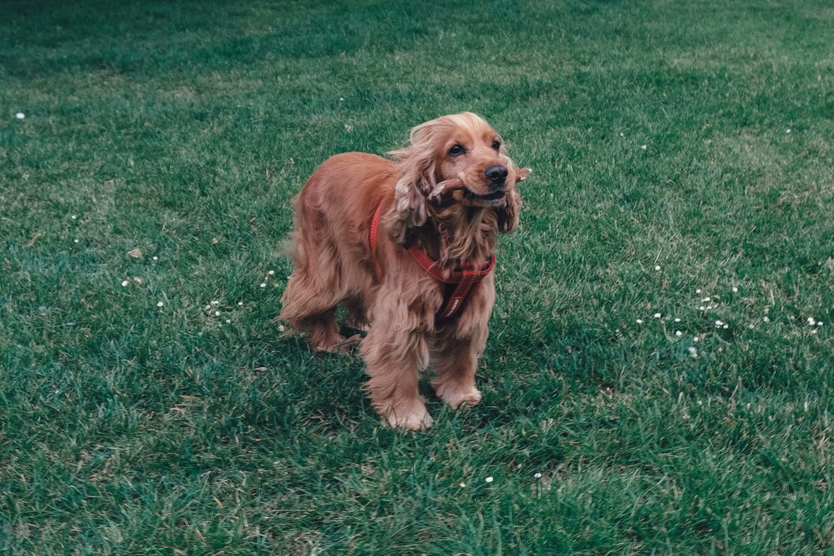 ThingsPooch's tweet photo. https://t.co/7MUVVGgadK's joke for the week is:
Q: What kind of dog wears contact lenses?
A: A cock-eyed spaniel. https://t.co/952jwqjjcA