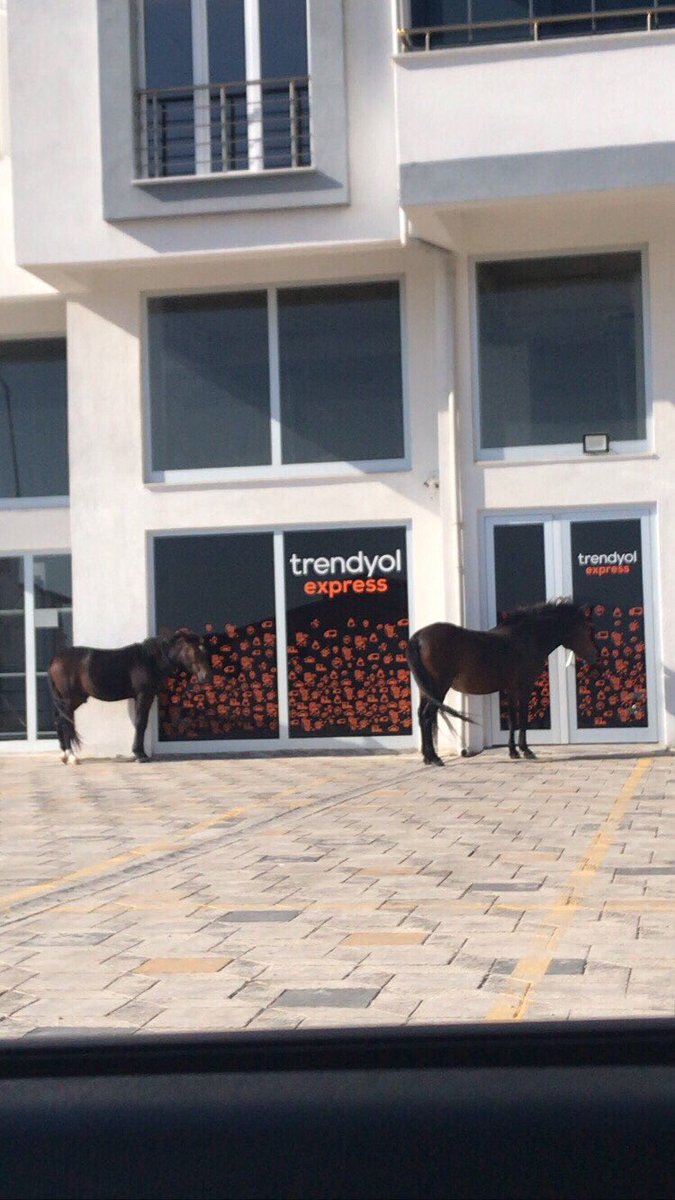 bedothebadass's tweet photo. trendyol’dan sipariş ettiğim atlar şükür elime ulaştı. Lütfen bir dahaki sefere düzgün paketleyin @Trendyol https://t.co/DUuxarrBvU
