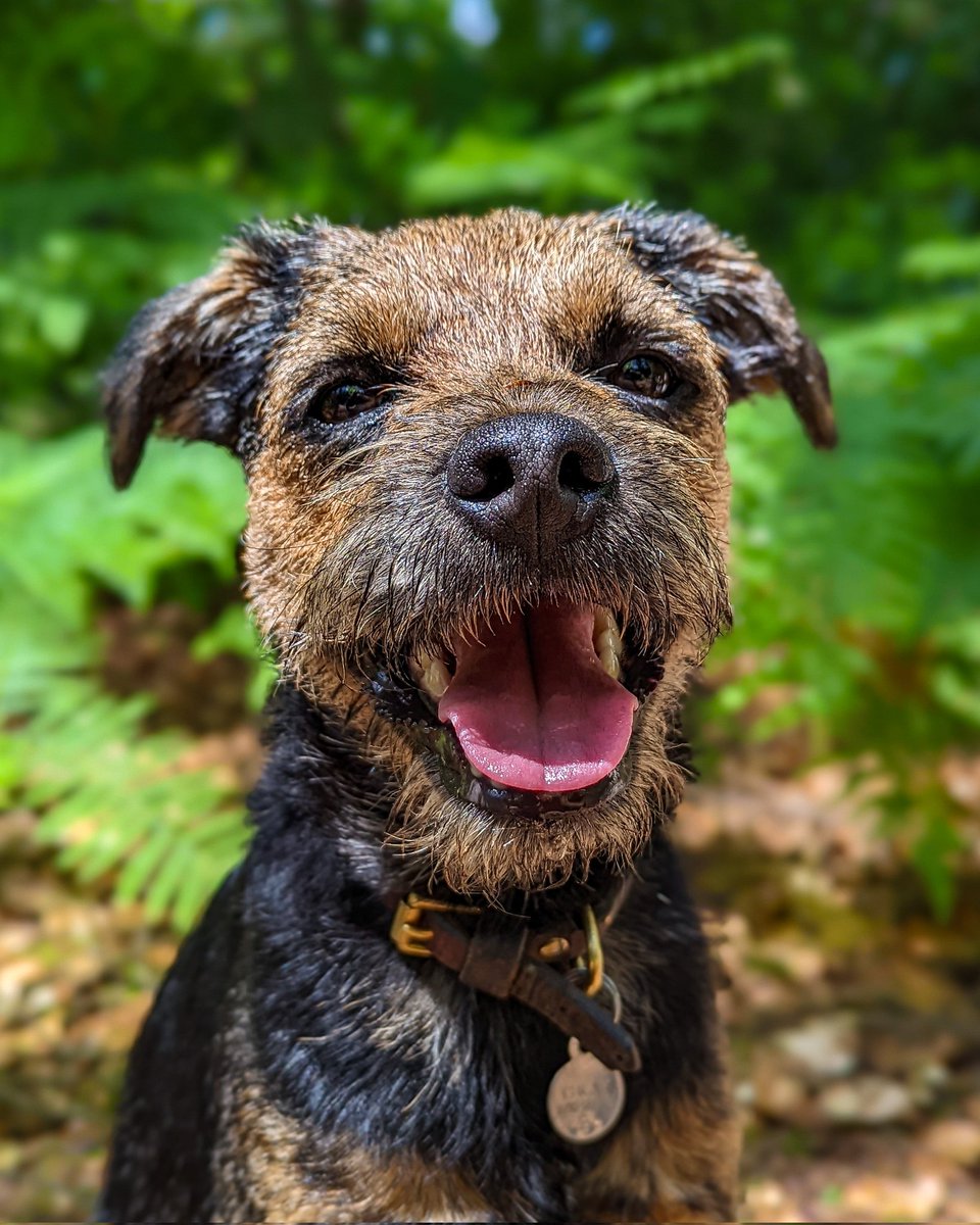 💡𝙎𝙪𝙣𝙙𝙖𝙮 𝙎𝙥𝙤𝙩𝙡𝙞𝙜𝙝𝙩💡
Our #BorderTerrier, 𝗠𝗶𝗹𝗼!
Skills: Sit, Catch, Paw, Bed, Down, Come, Heel, Wait &amp; Stay.
Available for Modelling, #Stage &amp; #Screen work ✨
Ideal for #wizardofoz, #anythinggoes, #bulletsoverbroadway, #gypsy &amp; many more!