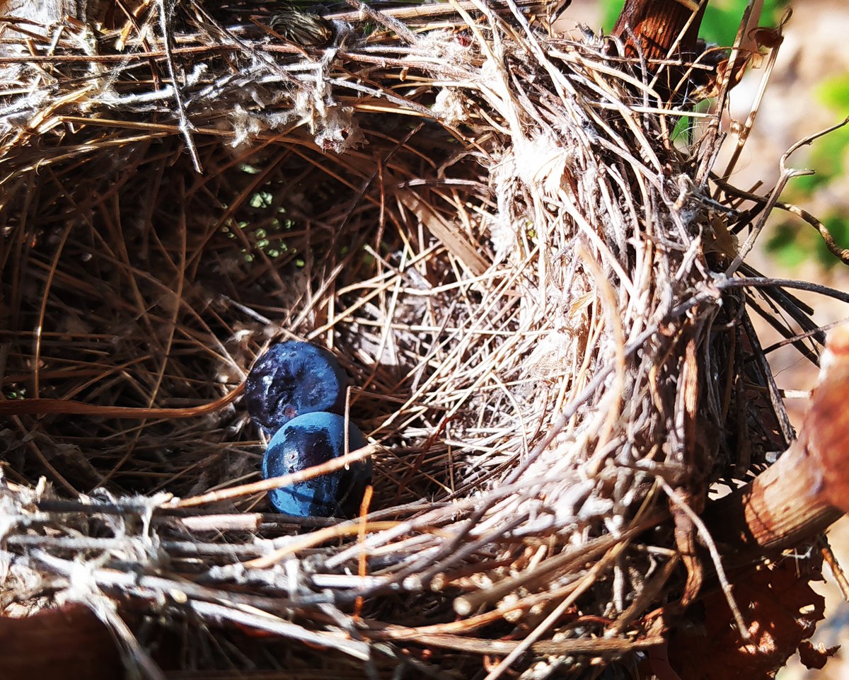 SarratdEnSol's tweet photo. Poésie dans les vignes: comme des oeufs de merlebleu #domainefamilial #vigneronsindependants #nid #merlebleu #poesie #vendanges2022 #suddelafrance #winelovers @mounpais @Atout_Terroir @occitaniwines
@VinsduLanguedoc #passionvin #wines #biodiversité #corbieressauvages https://t.co/qfBwmHXZ1Z