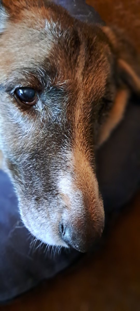 J52Wallusch's tweet photo. Today in my >>Funkcja the #Senior #Pup<< series:
#SeniorSunday
#DogsofTwittter
#DogsofFootball π
#DogsofRugby π https://t.co/6TMyEKlKaK