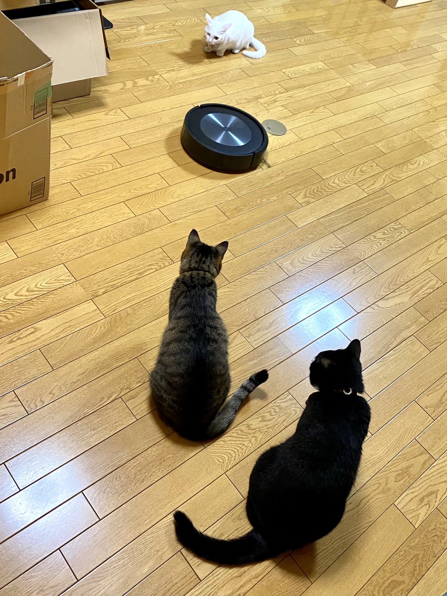 YotamonX's tweet photo. 初めてのロボット掃除機出動に興味津々
そのうち乗るのが出てこないか心配
#iRobot
#Roomba
#Braavajet https://t.co/rUep47yPRH