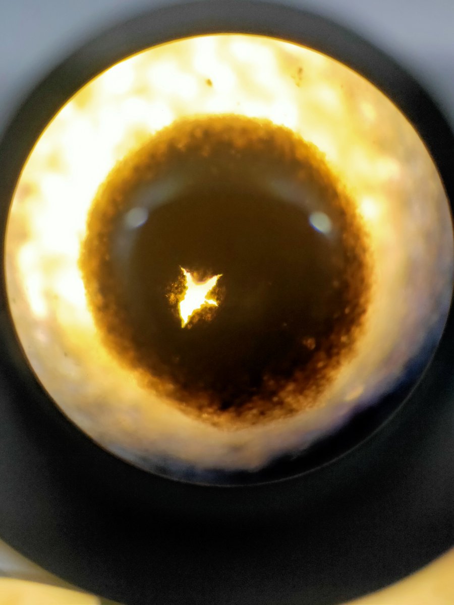 natselwood's tweet photo. So when looking at the layers of the #balticsea #sedimentcore under a microscope, I came across this. It was much larger than the pollen and #diatoms found in the sample.
Anyone has any ideas what it could be?🤔 https://t.co/wP4U6zEGhF