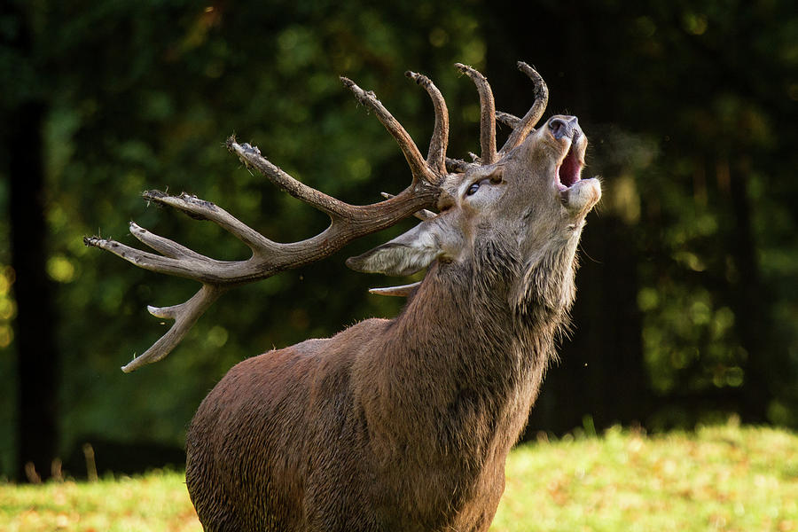 VixTheCaribou's tweet photo. I'm a caribou here me roar!... well bleat! #deergang https://t.co/naAolax3gX