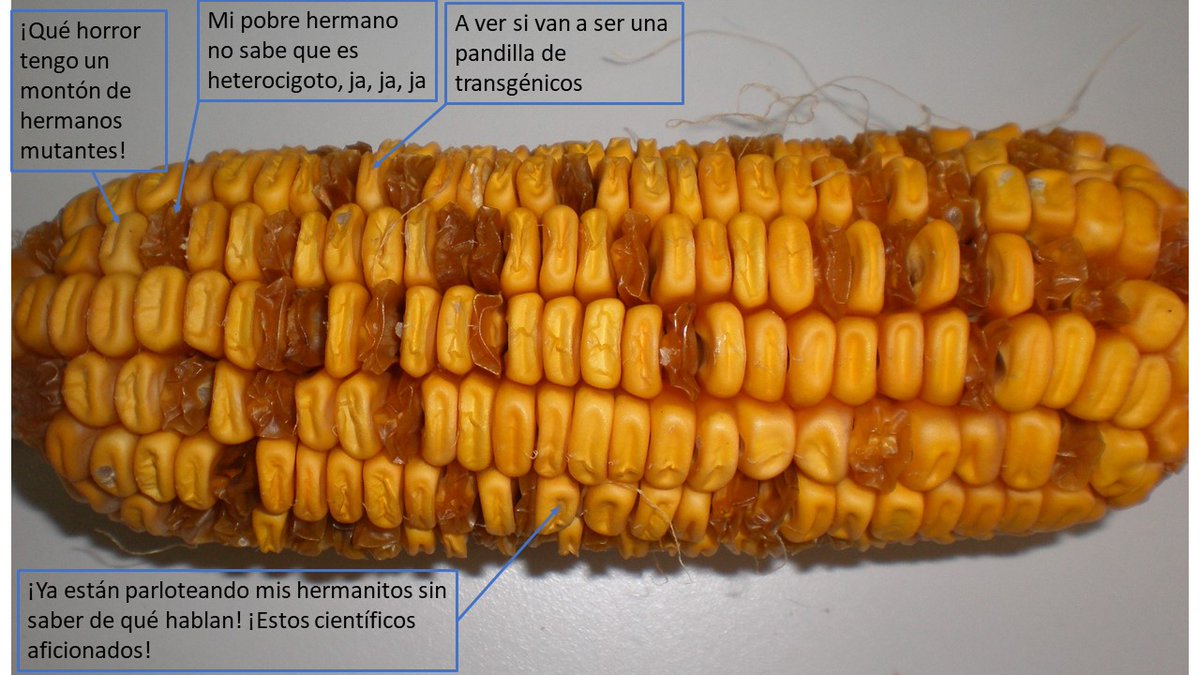 PedroPrevilla's tweet photo. #CienciaenMemes para @CSICCat https://t.co/XjQEVE4S6H