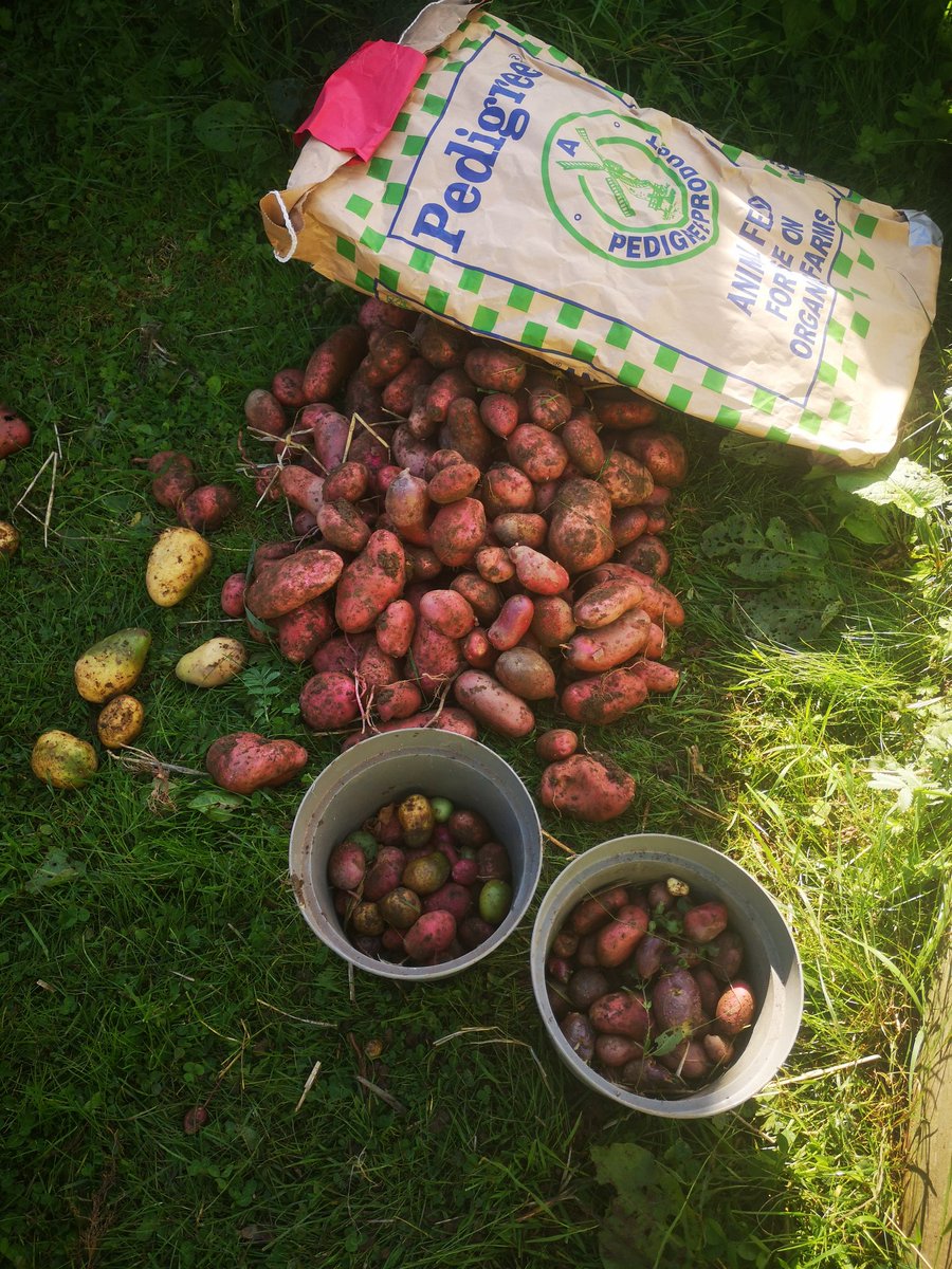 SmallholderIRL's tweet photo. Lastly before this account is shut down if any school or community garden would like seed potatoes for next year just message https://t.co/VPhd6ksW6C
