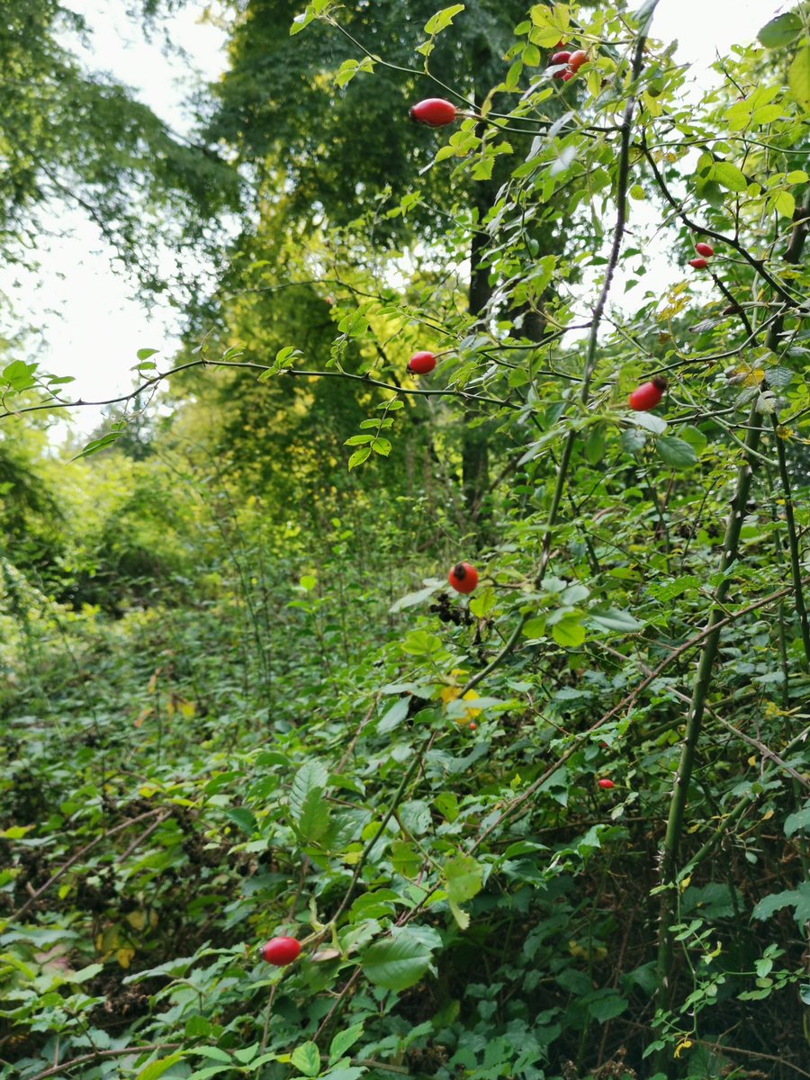 мєℓєиιє tweet media