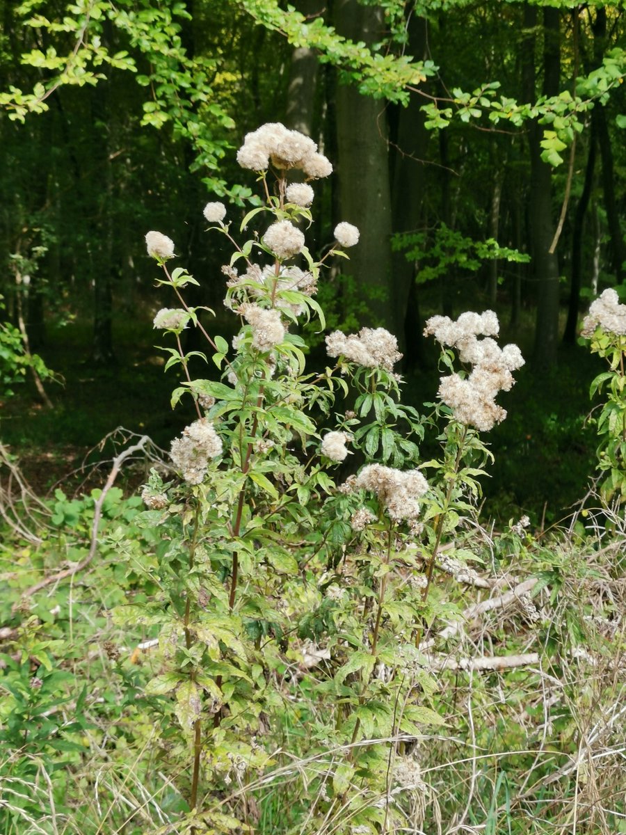 мєℓєиιє tweet media