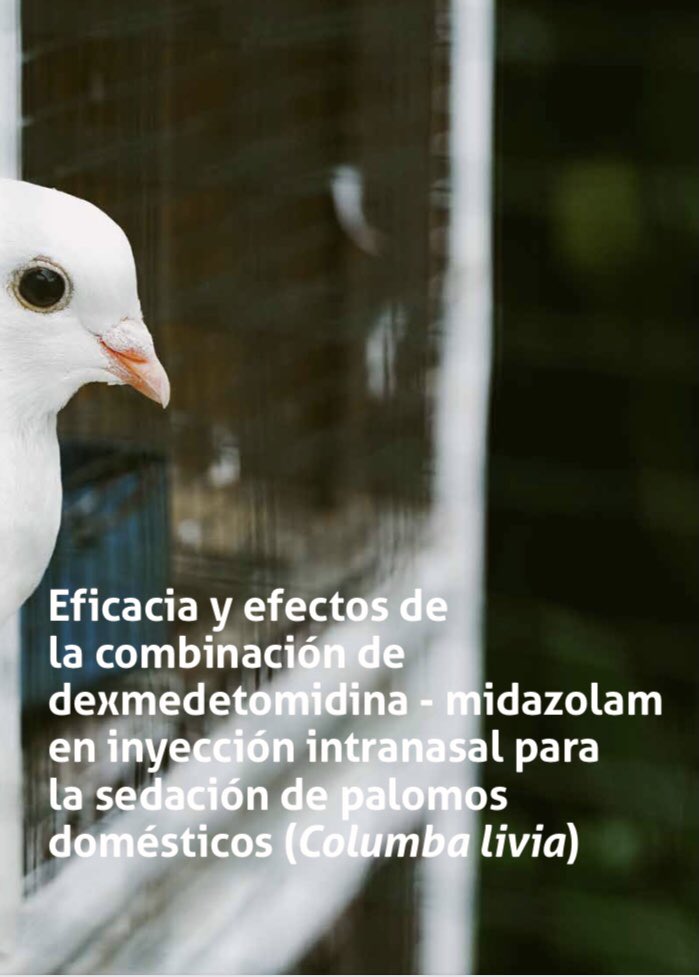 alebenitez29's tweet photo. Segundo artículo disponible en la revista n 27 del colegio de Veterinarios de Badajoz y con especial dedicatoria a mi abuelo, Enrique Mota. Te echo de menos viejo!!❤️
https://t.co/LmCF75aZ2y https://t.co/6KSRh0o8uV