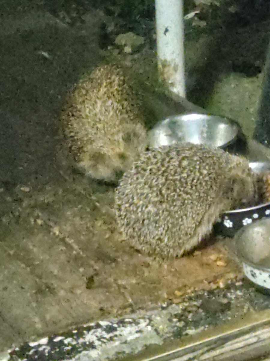 @Bryan 💜 Tinks tweet media