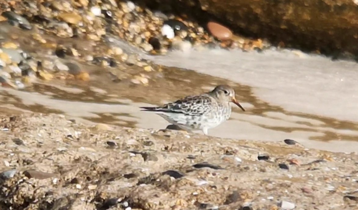 JimRose's tweet photo. A few birds from an enjoyable weekend at Spurn Point with @katjlee. Grey Phalarope, Spotted Flycatcher and Purple Sandpiper and Temminck's Stint. Good to see @djbevanphoto and John Bevan also. https://t.co/UUoryPPVeo