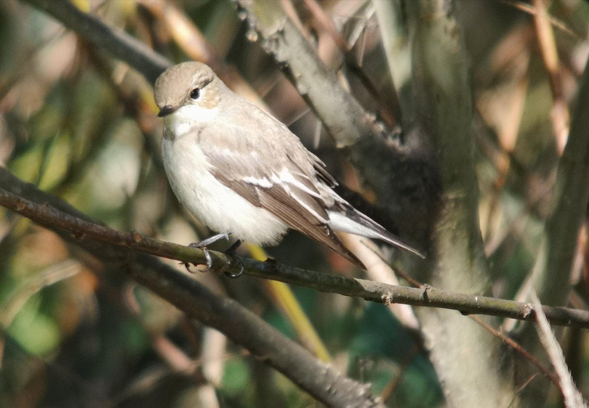 JimRose's tweet photo. A few birds from an enjoyable weekend at Spurn Point with @katjlee. Grey Phalarope, Spotted Flycatcher and Purple Sandpiper and Temminck's Stint. Good to see @djbevanphoto and John Bevan also. https://t.co/UUoryPPVeo